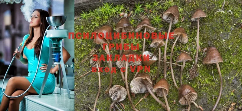 Псилоцибиновые грибы Psilocybine cubensis  Сортавала 